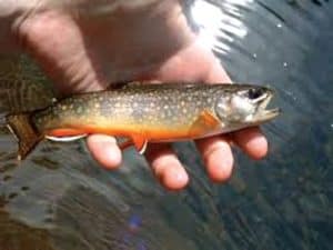 Brook trout: a true mountain treasure